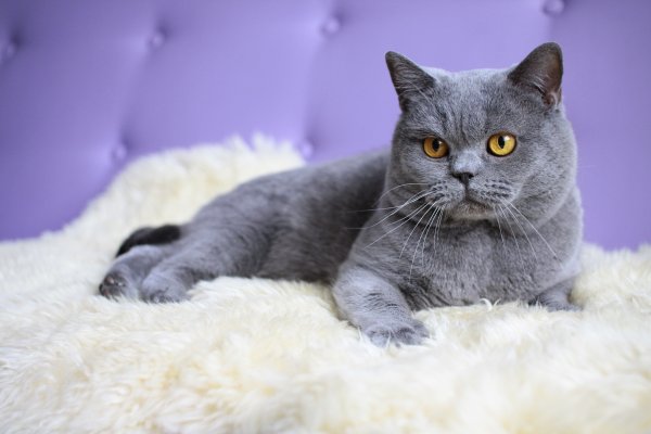 Британский короткошерстный кот серый