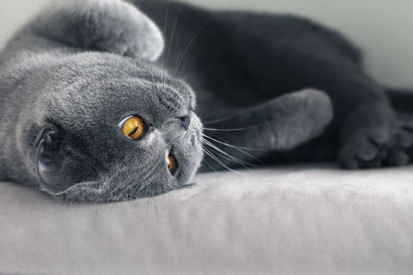 Кошки маленькие большие британец