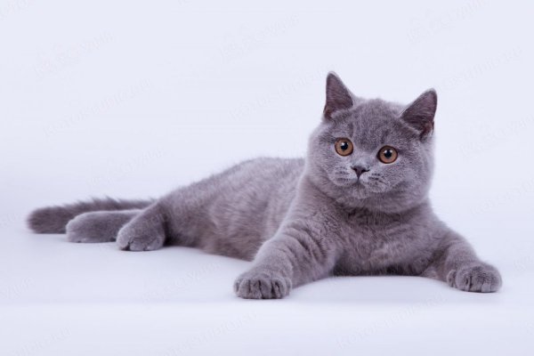 Британские прямоухие