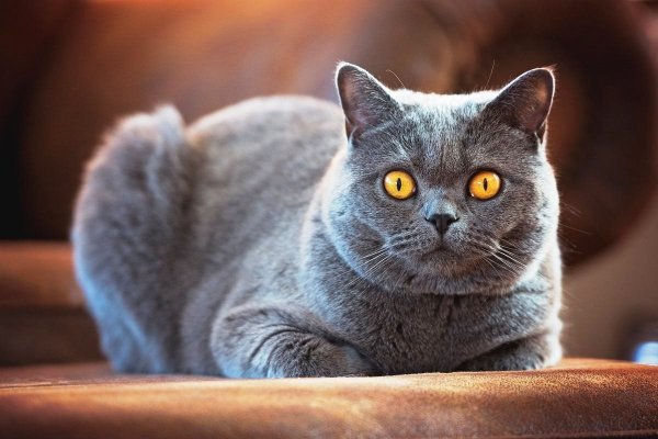 Британская короткошёрстная кошка