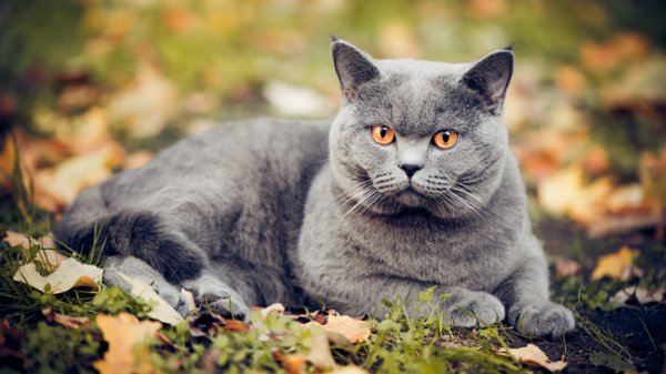 Британский кот и осень