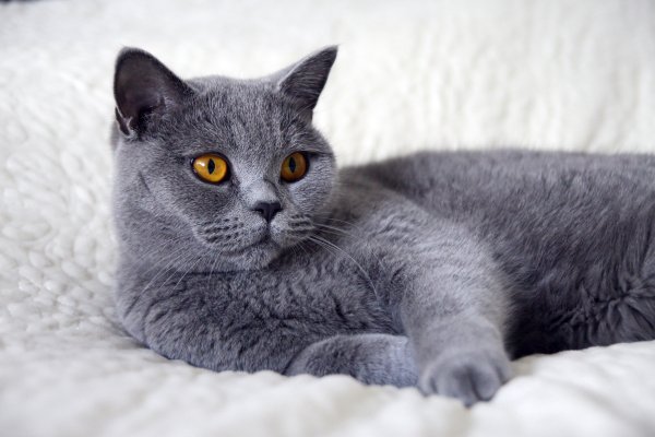 Британская короткошёрстная кошка