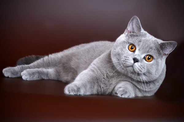 Британская короткошёрстная кошка