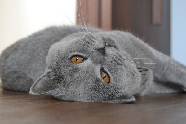 Британская короткошёрстная кошка голубая