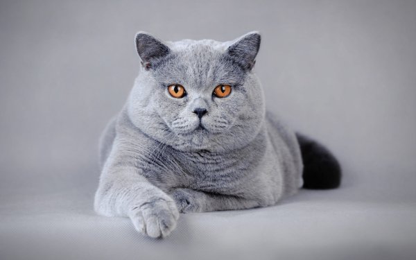 Голубой британец кот