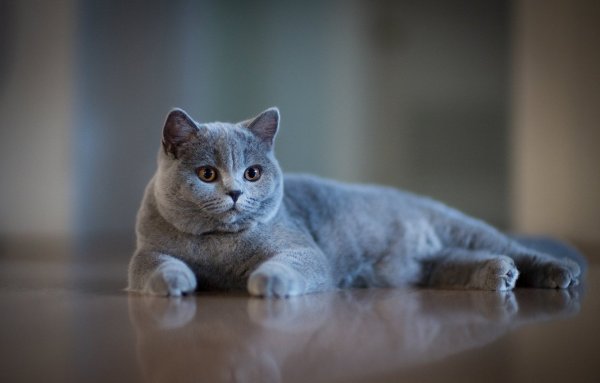 Британская короткошёрстная кошка шартрез