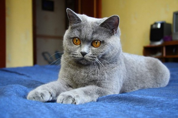 Британская кошка короткошерстная серая