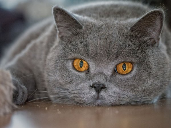 Британская короткошёрстная кошка голубая