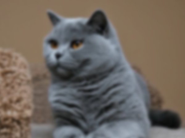Британец кот
