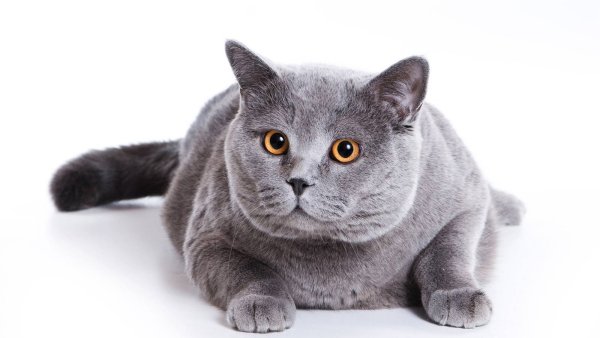 Британская короткошёрстная кошка
