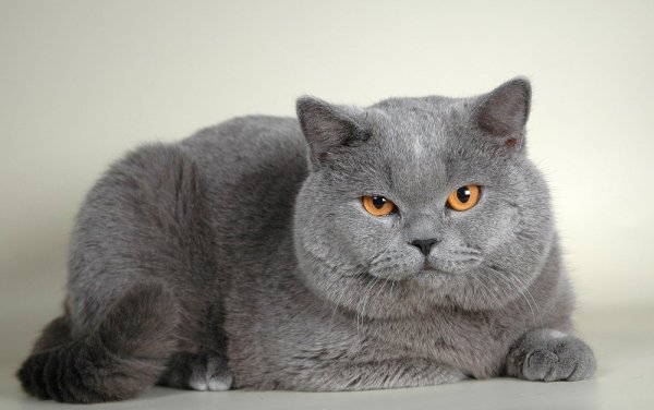 Британская короткошёрстная кошка