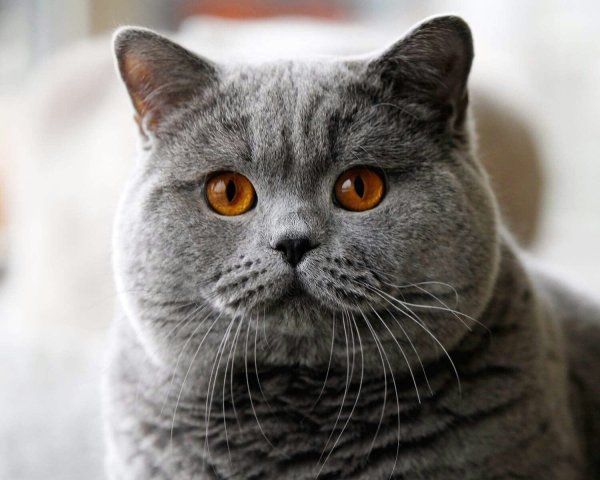 Британский вислоухий кот