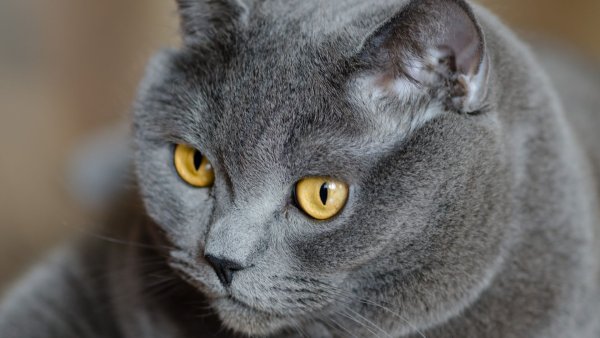 Британская короткошерстная кошка кот