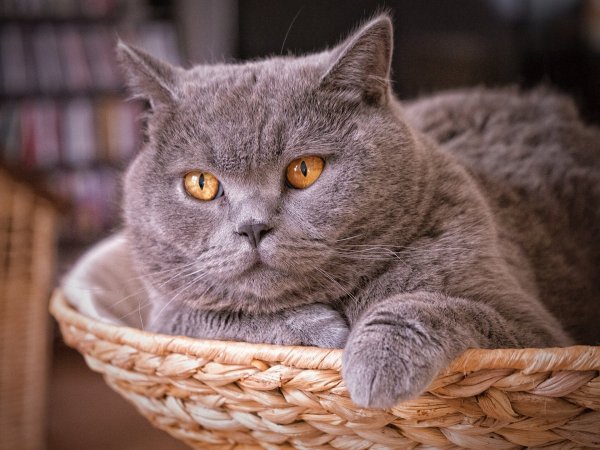 Британская короткошёрстная кошка