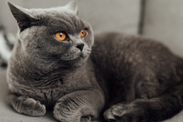 Британский кот