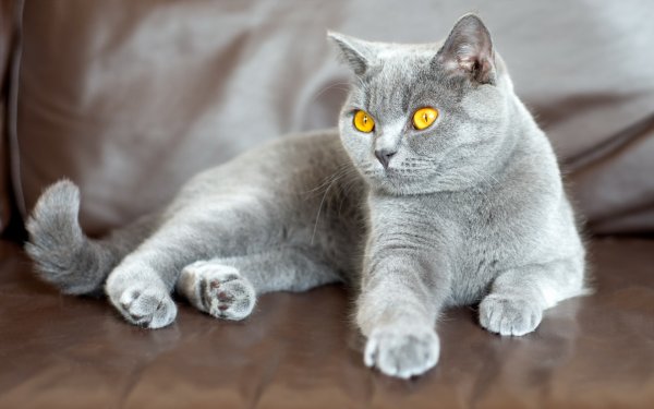 Британская короткошёрстная кошка шартрез