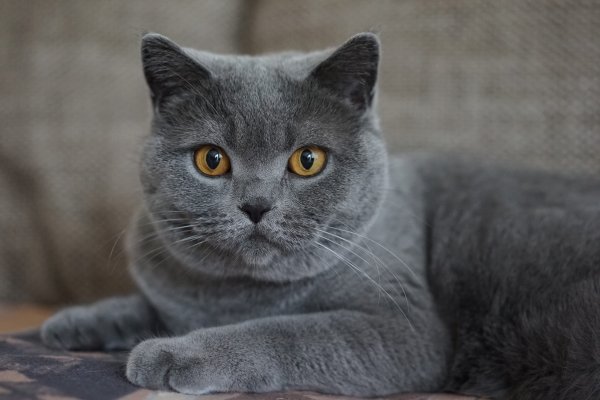 Британец серый