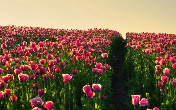 Природа поле цветы
