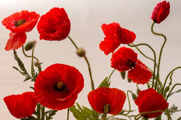 Маки (Poppy)