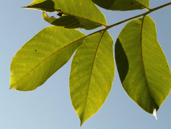 Орех грецкий Juglans Regia листья