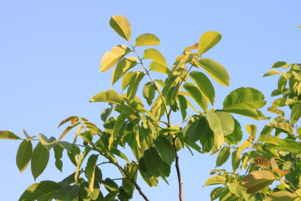 Eastern Black Walnut