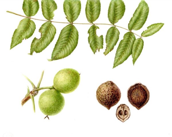 Орех маньчжурский - Juglans mandshurica побеги
