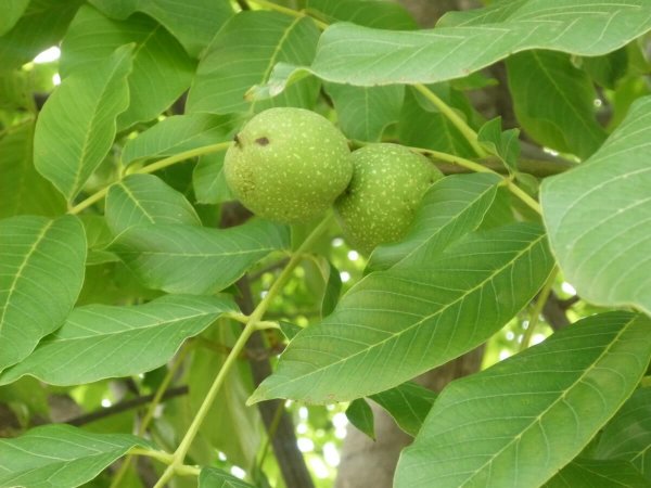 Орех грецкий Juglans Regia листья