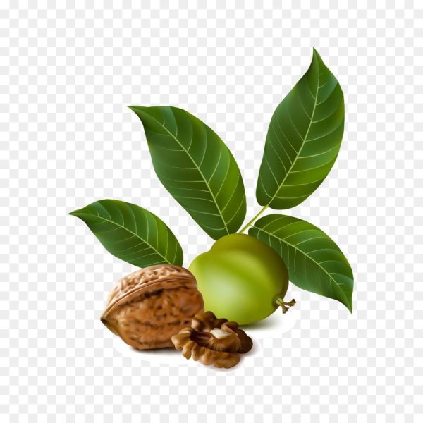 Костянка грецкого ореха