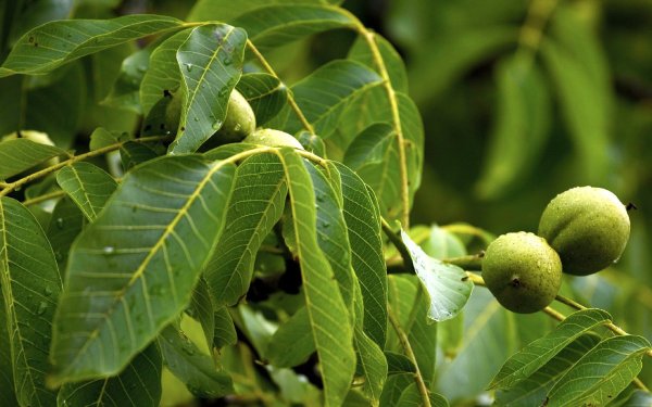 Орех грецкий Juglans Regia листья