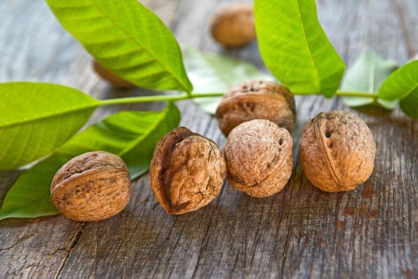Орех грецкий Juglans Regia листья