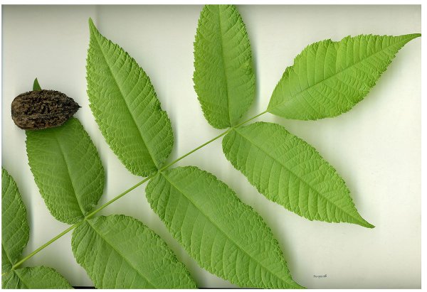 Орех серый (Juglans cinerea l.)