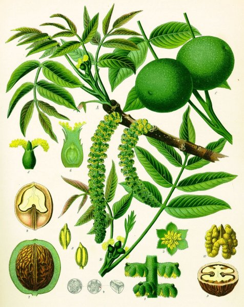 Орех грецкий Juglans Regia листья