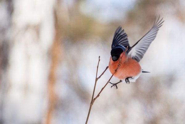 Снегирь в полете