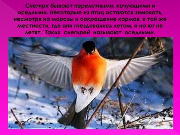 Снегирь взлетает
