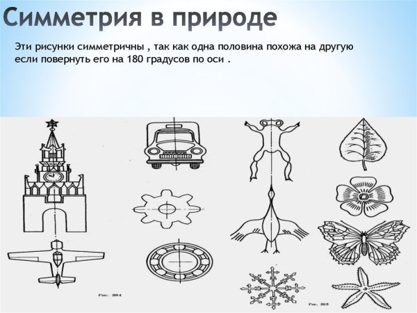 Примеры симметрии в природе