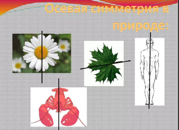 Ось симметрии рисунок