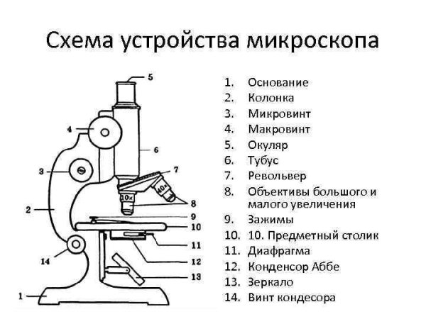 Схема устройства светового биологического микроскопа