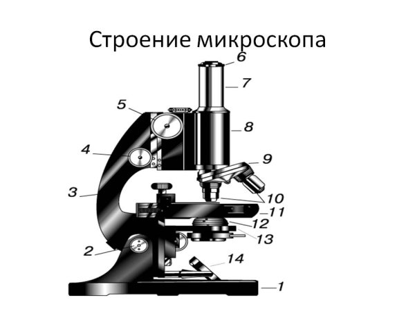 Схема светового микроскопа