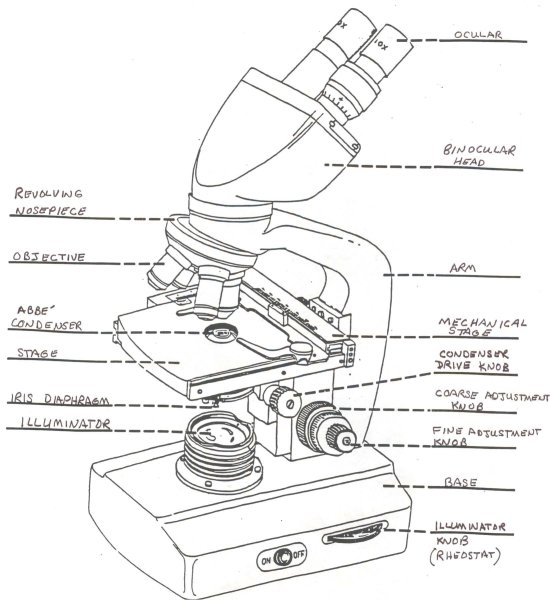 Схематический картинки микроскопа (46 фото)