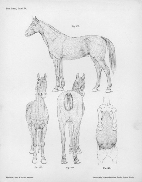 Лошадь референс анатомия