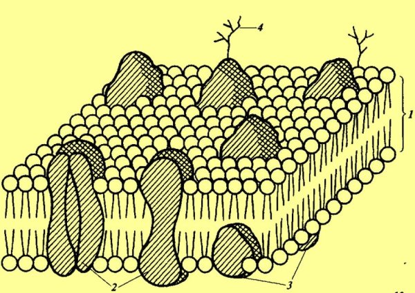 Плазматическая мембрана липидный