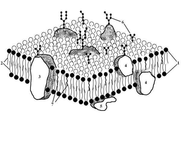 Наружная плазматическая мембрана клетки