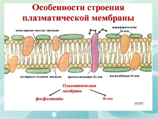 Особенности строения плазматической мембраны