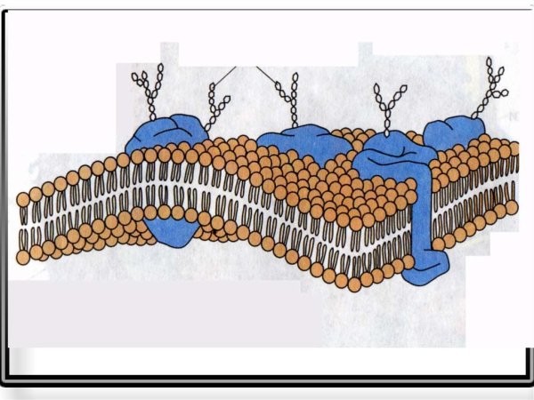 Клеточная плазматическая мембрана