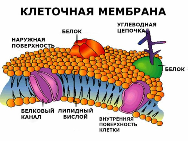 Строение наружной клеточной мембраны