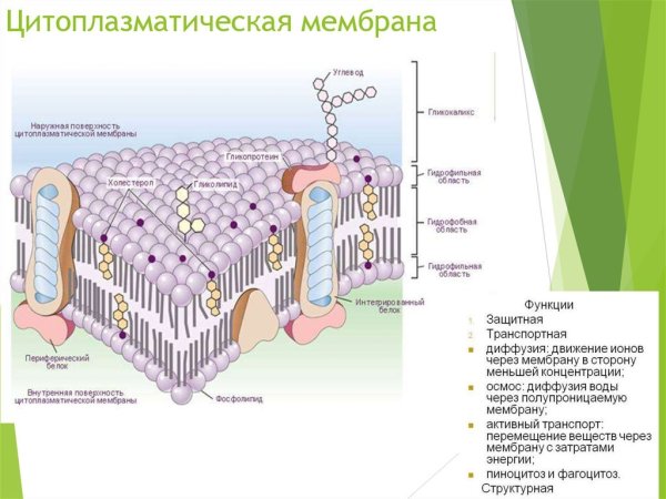 Строение цитоплазматической мембраны бактерий