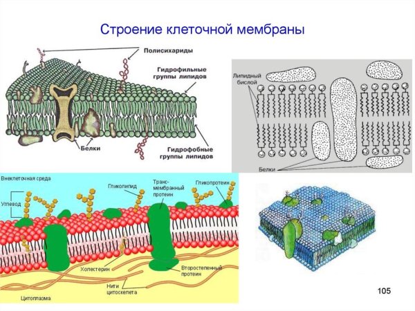Строение наружной клеточной мембраны
