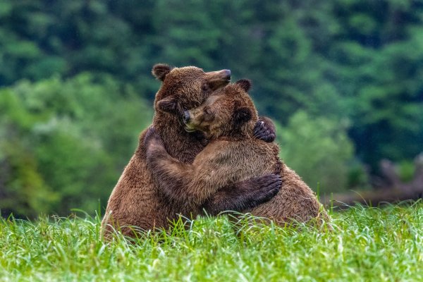 Медведи обнимаются