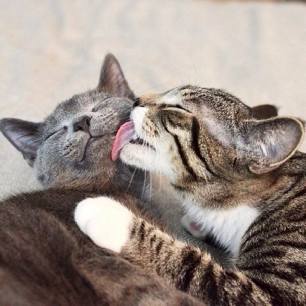 Влюбленные котики