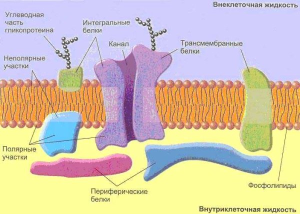 Схема строения плазматической мембраны